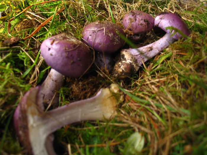 Cortinarius sodagnitus